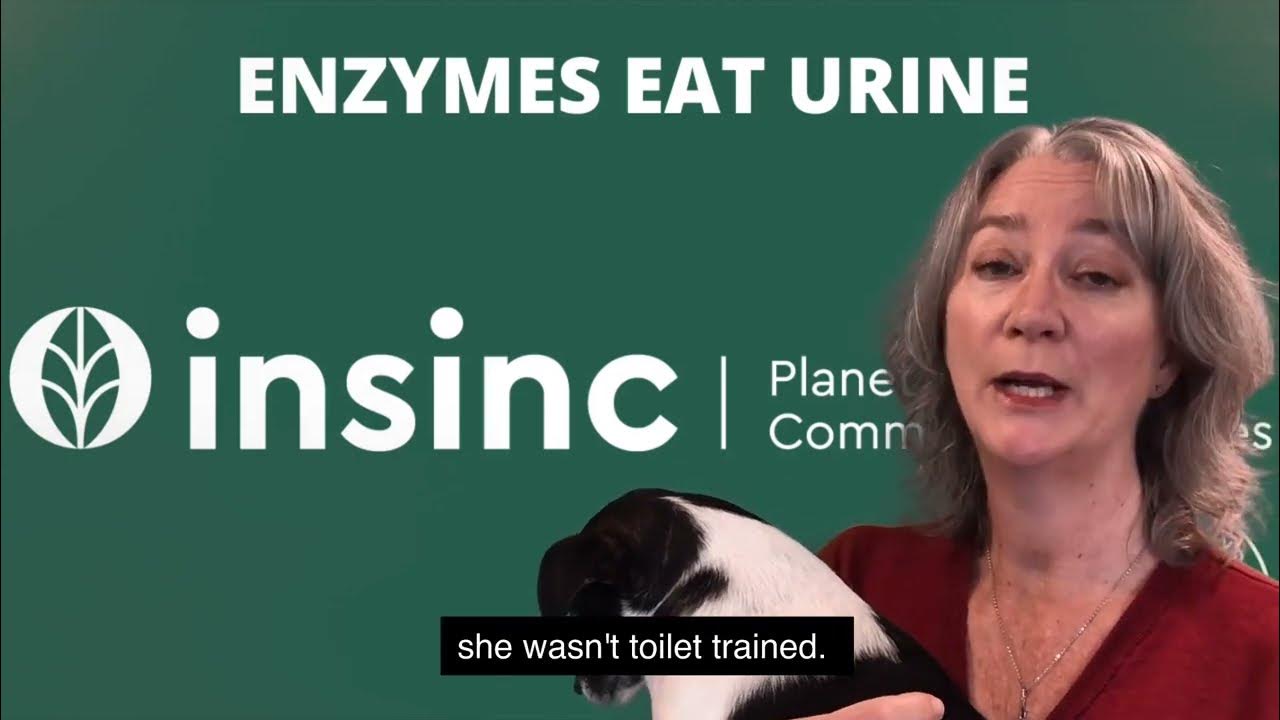 How Does an Enzyme Cleaner Work on Pet Urine? YouTube