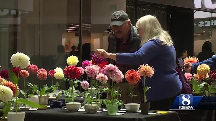Monterey Bay Dahlia Society hosts annual Dahlia show
