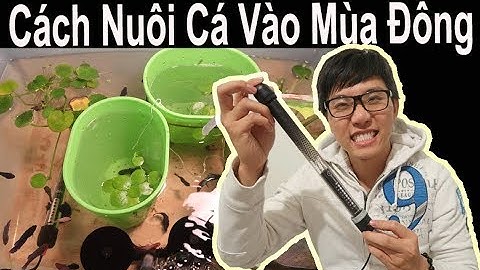 Vlog 86: Bí Kíp Nuôi Cá Vào Mùa Đông Lạnh