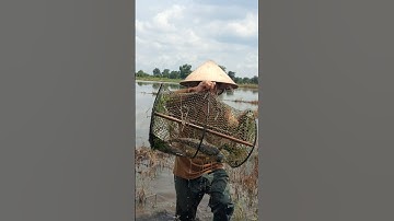 Thăm Lờ Dính Cá Trê Lai Ruộng #shorts #bắtCáTrêLai #cátrêlai