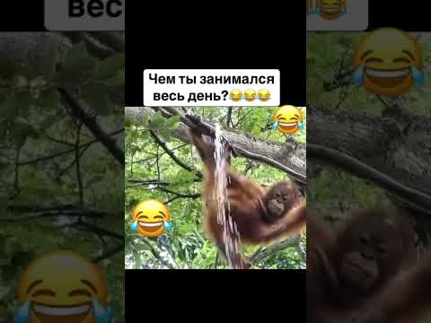 Чем ты занимал весь день..? 🤣🤣🤣 #смех #ржака #юмор #прикол #смешноевидио #рекомендации