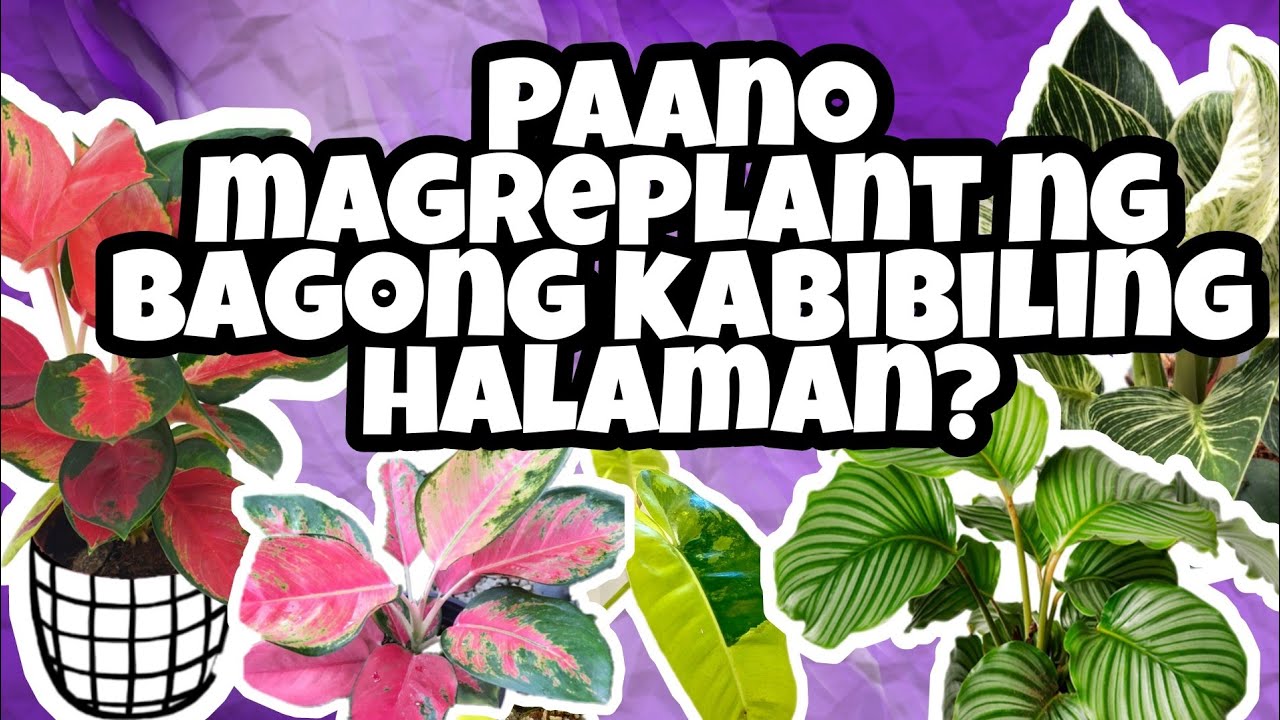 Transplanting tutorial paano magreplant ng kabibili pa lang na halaman