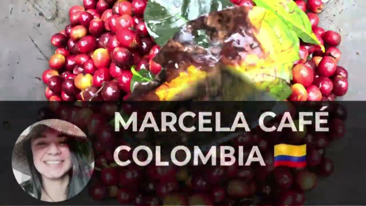 Comienza la cosecha de café en tierras altas 
