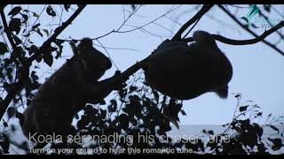 The Sound Of A Male Koala Bellow