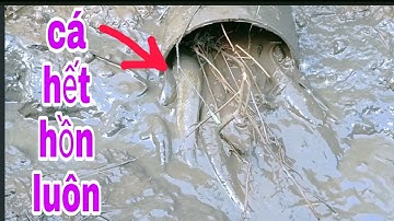 Đi Bắt CÁ CẠN ĐƯỜNG NƯỚC RUỘNG Không Ngờ ruộng Này Cá nhiều ghê | Phúc TV 84