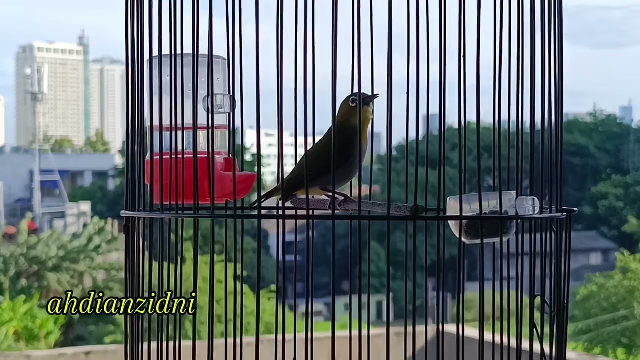 pancingan pleci gemercik air merangsang pleci 100% bunyi #pleci #plecimania #kicaumania #video #fyp