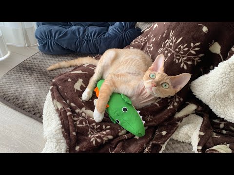 デボンレックス猫Blancaちゃんの写真集です。(A collection of cute photos of Devon Rex cat Blanca)