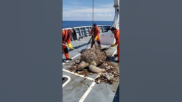 🐢🚢Touching moment! ll Helping turtles clean barnacles🌊  #TurtleCleaning #BarnacleRemoval