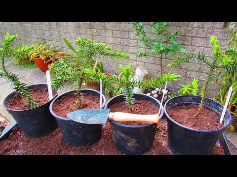 Video: Monkey Puzzle Tree - Voksende abe-puslespil i containere