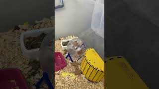 Evcil hayvanlarımın odasından sesler geliyor ??‍♀️ hamstersyrian pets youtubeshorts