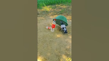 Pigeon trap | bird trap in Flock | bird catching | Birds hunting #shorts #youtubeshorts #ytshorts