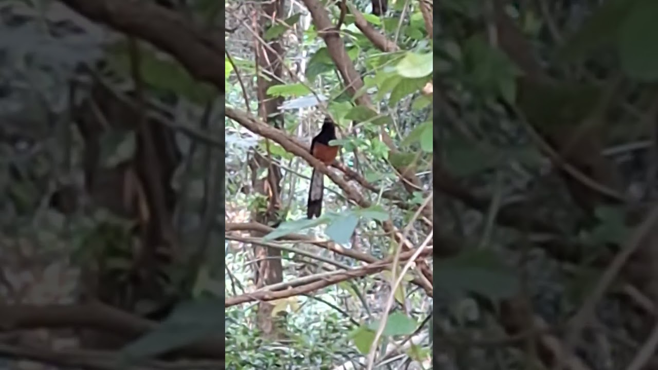 在新竹市南寮運動公園拍攝與白腰鵲鴝對話