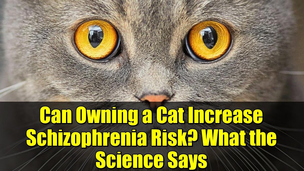 Can Owning a Cat Increase Schizophrenia Risk? What the Science Says