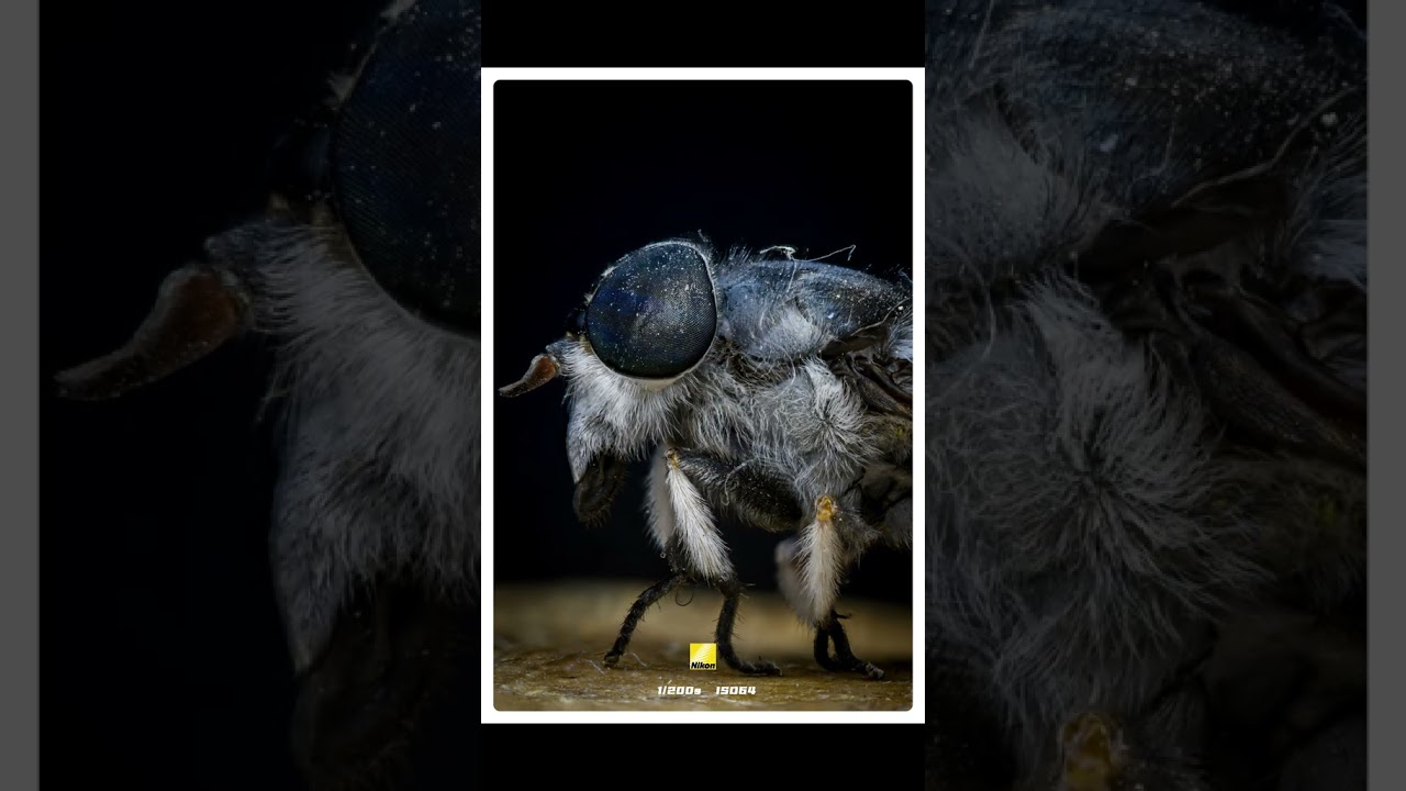 BTS of Macro Videography:  Achieve Unmatched Clarity in Insect Macro Shots with FEELWORLD P6XL