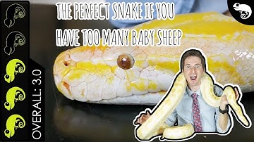 Burmese Python, The Best Pet Snake?