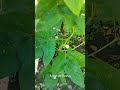 Flowering Vegetbles in my Backyard