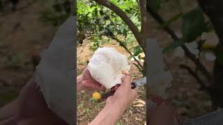 A Pomelo, Uncut 🍊