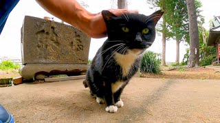 手水を飲む野良猫