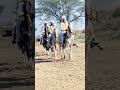 🔥🔥🔥 #nezabazihorse #ghora Haq Nawaz Jajj #horseenthusiast ch shazad nasir🥰