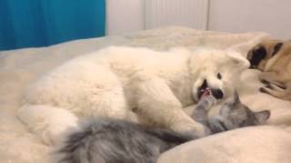 Baby Samoyed & baby Maine Coon funny