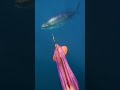 I thought Tuna only comes from sushi train… 🍣 #ejcadventures #tuna #spearfishing