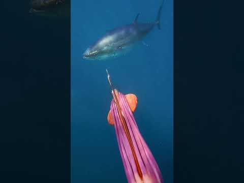 I Thought Tuna Only Comes From Sushi Train Ejcadventures Tuna Spearfishing 