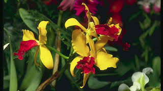 D. Dolskis Onyte, Einam Pašokti Lithuanian Pop Song 1930