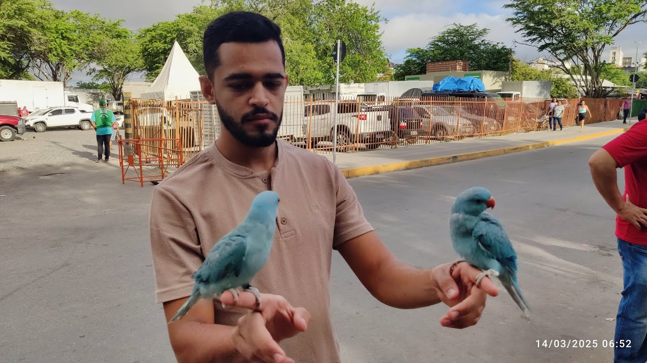 FEIRA DE PÁSSAROS EXÓTICOS DE CARUARU PE SEXTA FEIRA 14 03-2025