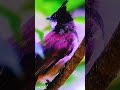 BulBul Calling Voice Zoom Capture Birds Pets Amazon Birdsounds 