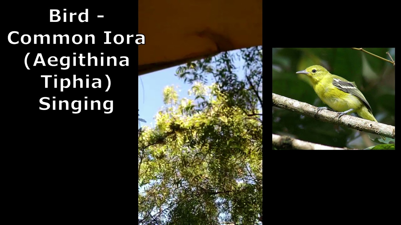 Common Iora (Aegithina tiphia ) Bird Call 