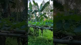 Raw Footage Of Village