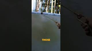 When a dog walks on wet concrete, this is how you fix it. #shorts