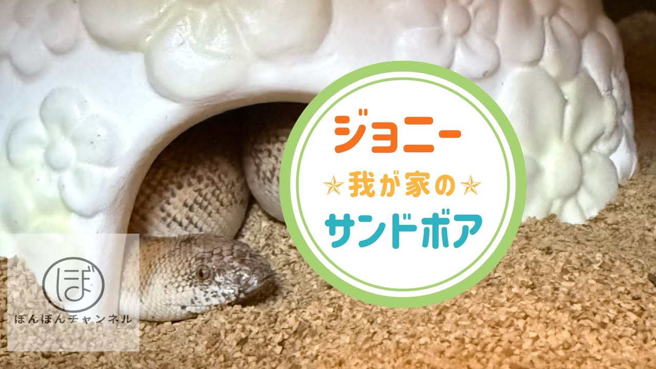 我が家のジョニーサンドボア(オス)