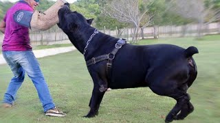 Top 10 Dogs With The Strongest Bite Force
