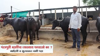 चक्क 3 लाखांची एक म्हैस | पंढरपुरी म्हैसपालन माहिती | Pandharpuri Buffalo Farming✓ Great Maharashtra