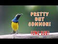 Next 10 Most Common Birds in Tarlac | BIRDS OF THE PHILIPPINES {ENG SUB}