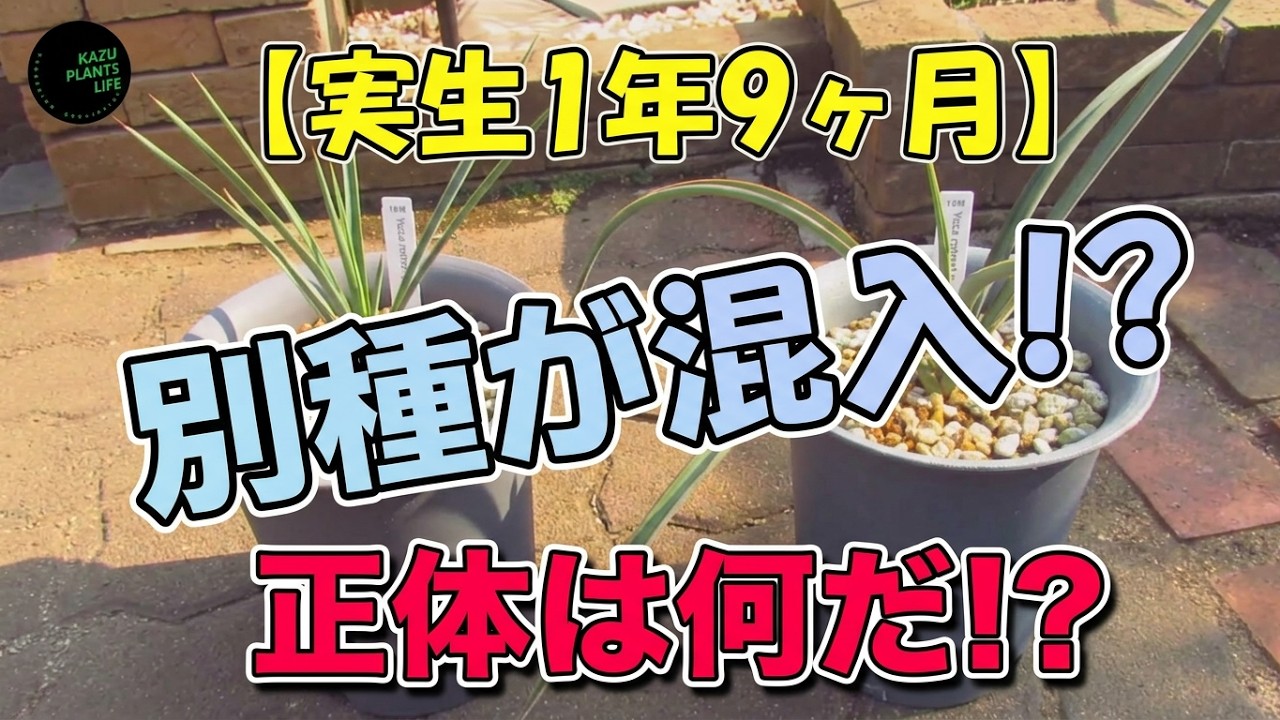 ユッカロストラータの実生した株の中に別のユッカが！＃Yucca＃ユッカ 