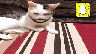 cats snapchat 🤣🤣 Funny and cute cats videos 2019 - I challenge you not to laugh by animal world 3,345 views 4 years ago 3 minutes, 43 seconds