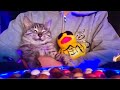 🔴こんにちは😇😺🤟HelloHello Everyone Cat Water ASMR Live