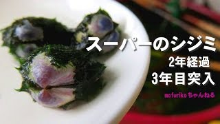 スーパーのシジミが2年経過して3年目に突入よ～ シジミとは思えない見た目