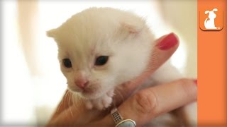 The Cutest White Fuzzy Kitten You'll See All Day  Kitten Love