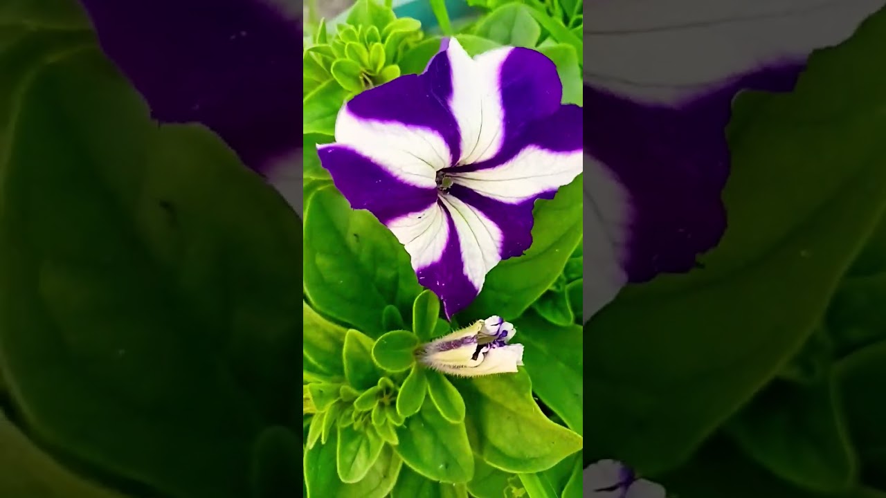 Beautiful Petunia Bloom Bloom Blooming Trance 