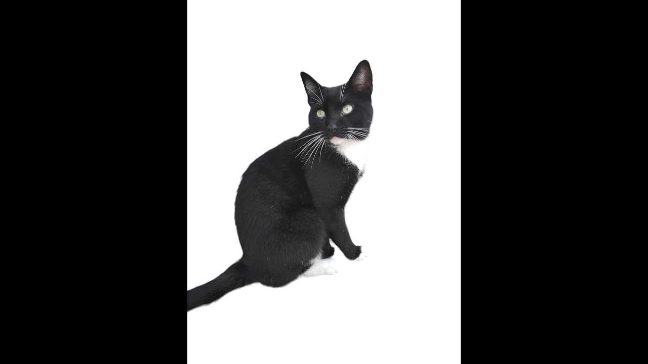 la pulga 849 - Levántate hermano (video isaicm2012 edit) 