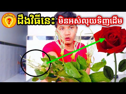 របៀបដាំផ្កាកុលាបដោយប្រើស្លឹក How to grow rose from leaf Amazing idea with rose