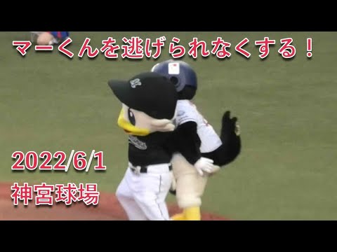 つば九郎、マーくんを逃げられなくする！ 2022/6/1