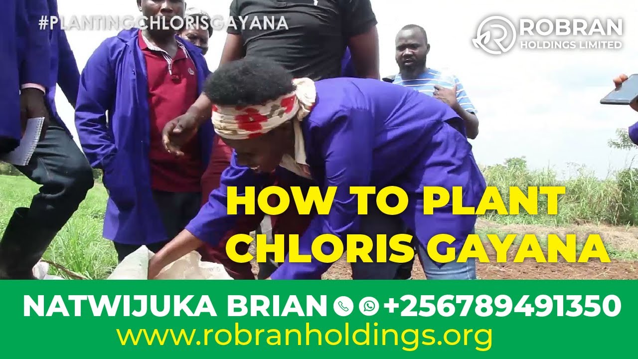 HOW TO PLANT CHLORIS GAYANA ll Natwijuka Bian +256789491350