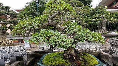 Tác Phẩm Sung Cổ 80 Triệu - Triển Lãm Cây Cảnh Nghệ Thuật Bắc Ninh 2017