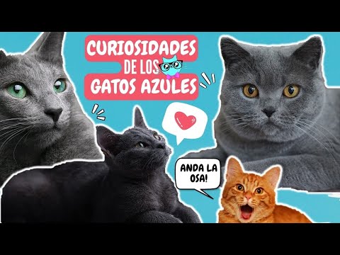 Video: ¿Son tiernos los gatos azules rusos?