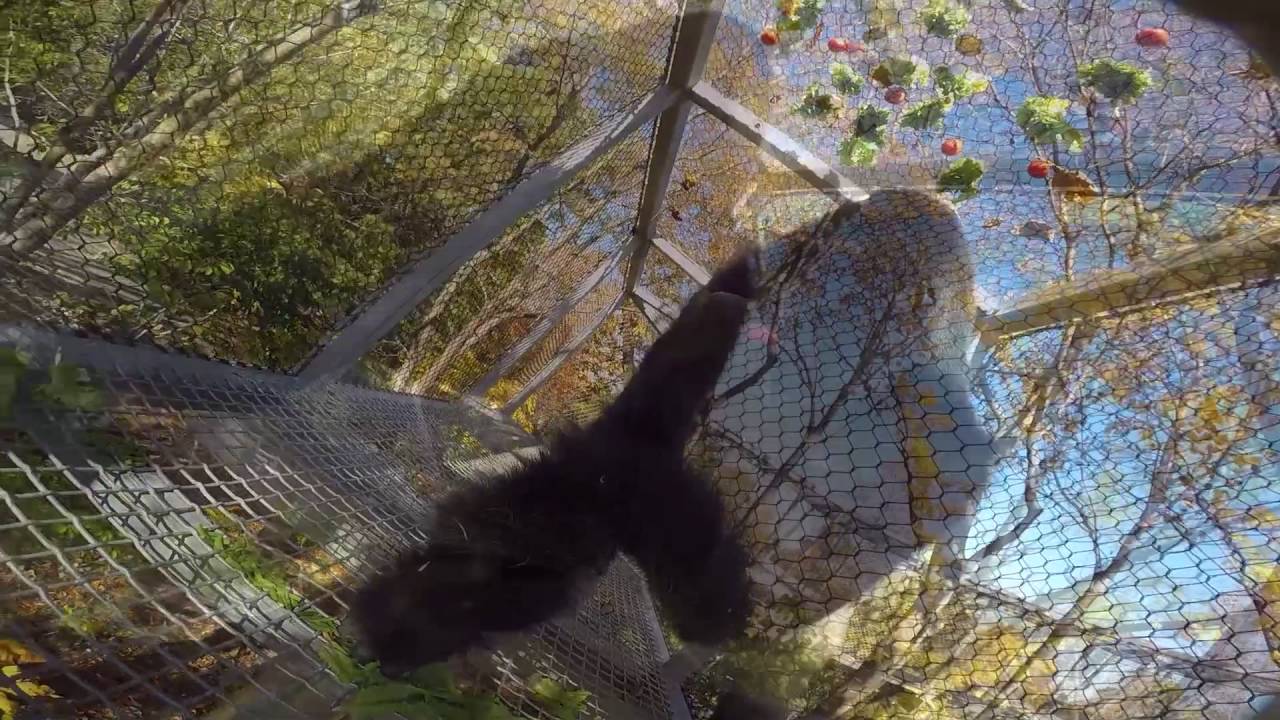 Motuba Investigates Gorilla Treeway at Philadelphia Zoo - YouTube