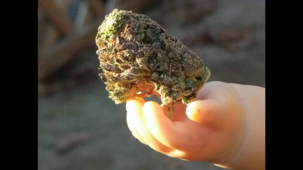 bud love featuring Sour Diesel skunk cross with Grand Daddy purp and introducing grape ape
